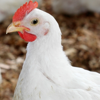 Contrôle des Chartes en élevages avicoles : une nouvelle note, une nouvelle voie.