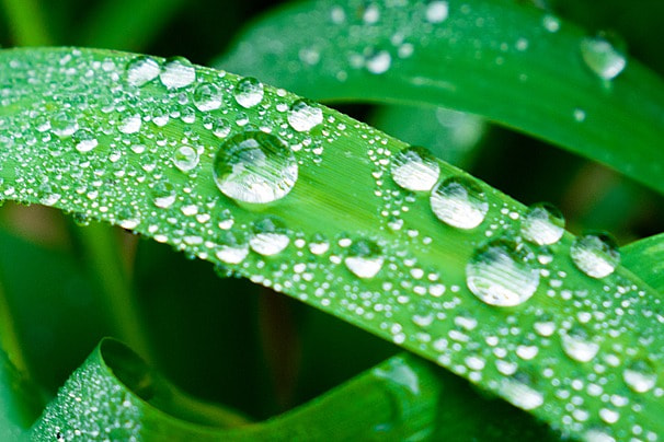 Image de la certification LEAF Marque